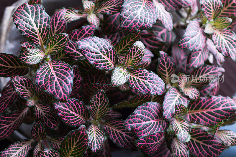紫色的Fittonia verschaffeltii在花盆工作室拍摄